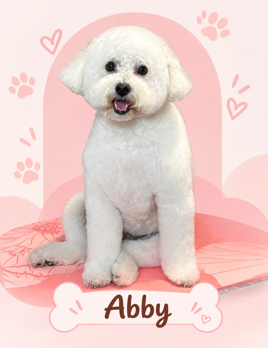 Abby, a freshly groomed fluffy white dog