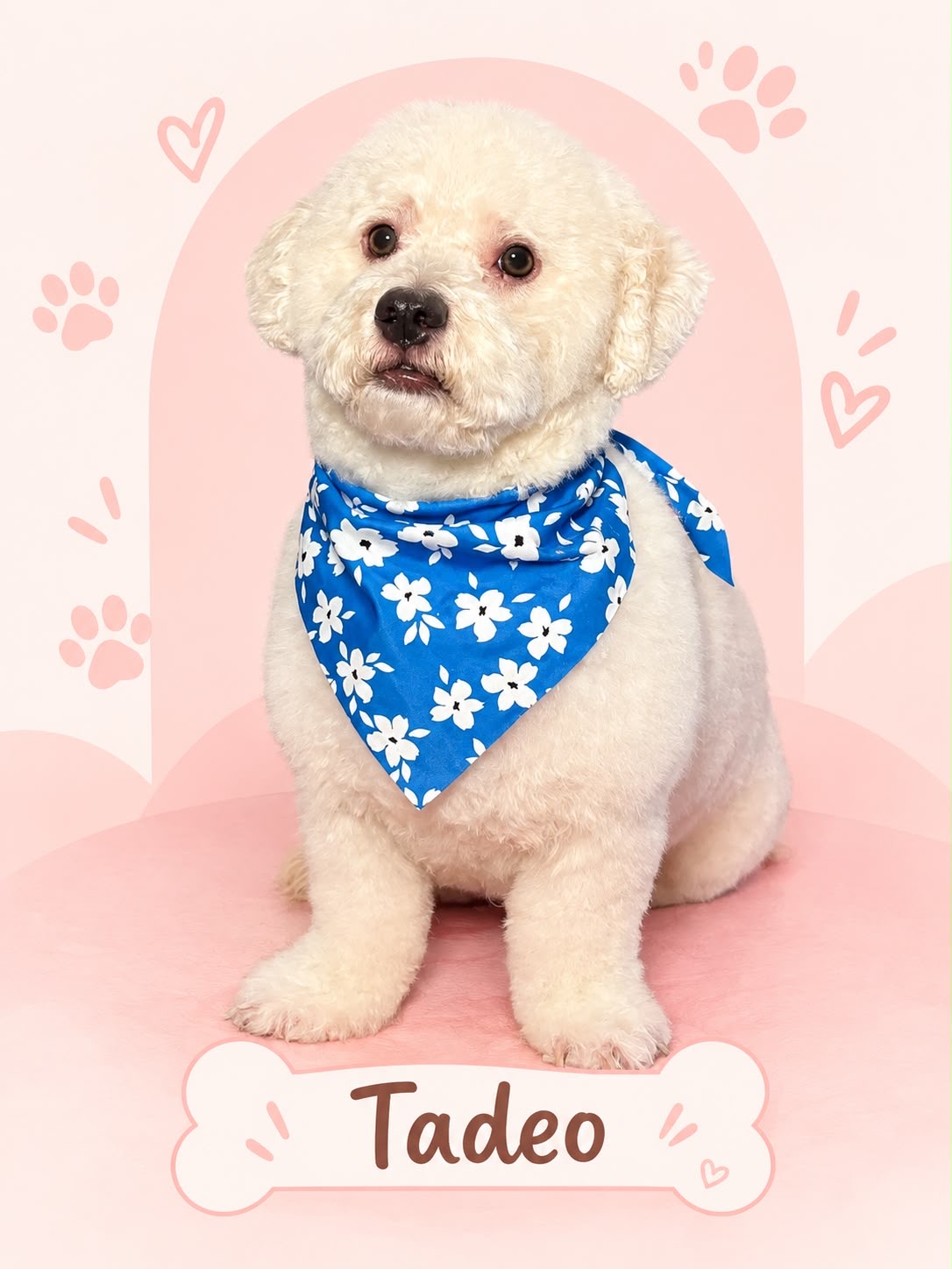 Tadeo, a fluffy white dog wearing a blue floral bandana